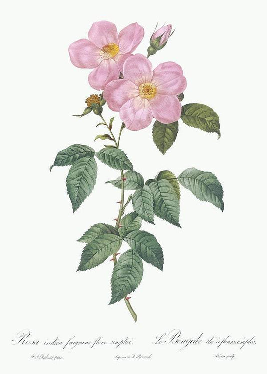 Single Tea-Scented Rose by Pierre-Joseph Redouté (1817-24)