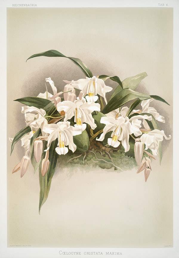 Coelogyne cristata maxima by Frederick Sander