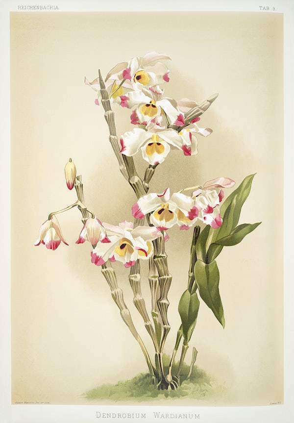 Dendrobium wardianum by Frederick Sander