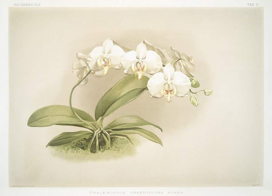 Phalaenopsis grandiflora aurea by Frederick Sander