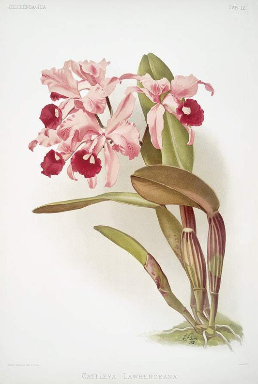 Cattleya lawrenceana by Frederick Sander