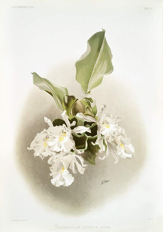 Trischopilia suavis alba by Frederick Sander