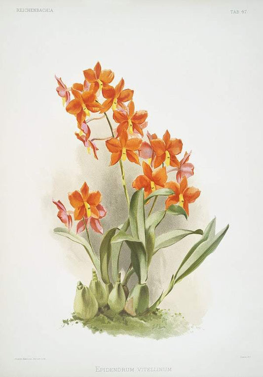 Epidendrum vitellinum by Frederick Sander