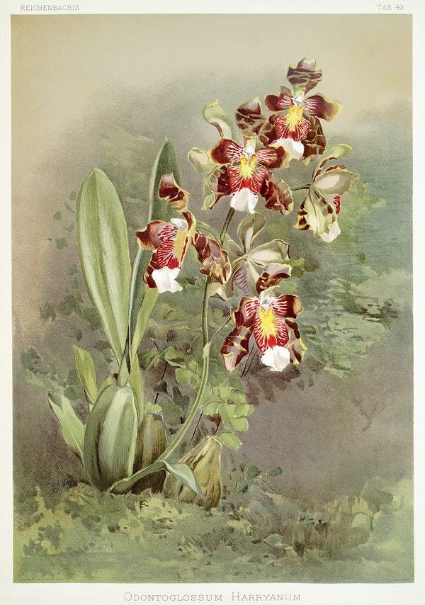 Odontoglossum harryanum by Frederick Sander