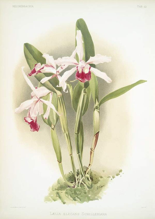 Lælia elegans schilleriana by Frederick Sander