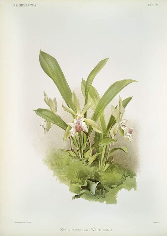 Zygopetalum wendlandi by Frederick Sander