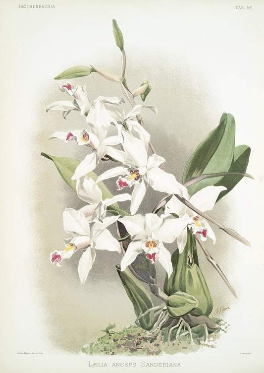 Lælia anceps sanderiana by Frederick Sander