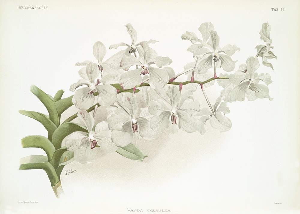 Vanda ccerulea by Frederick Sander