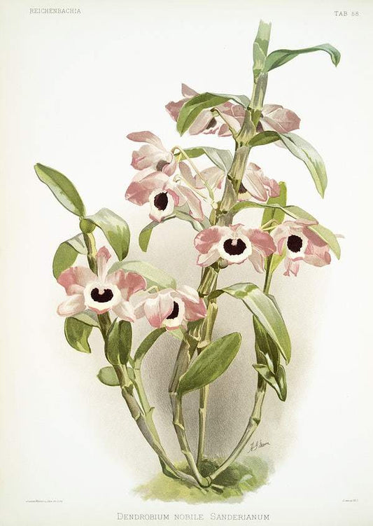 Dendrobium noile sanderianum by Frederick Sander