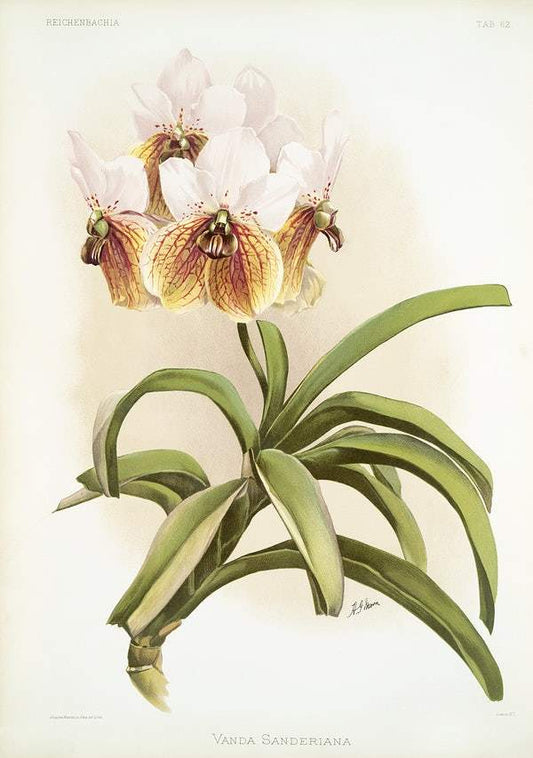 Vanda sanderiana by Frederick Sander