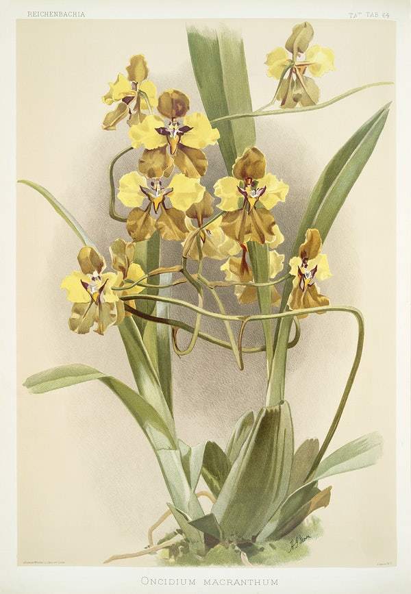 Oncidium macranthum by Frederick Sander