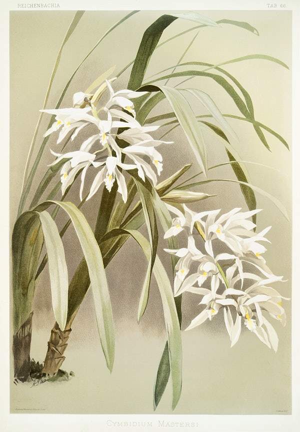 Cymbidium mastersi by Frederick Sander