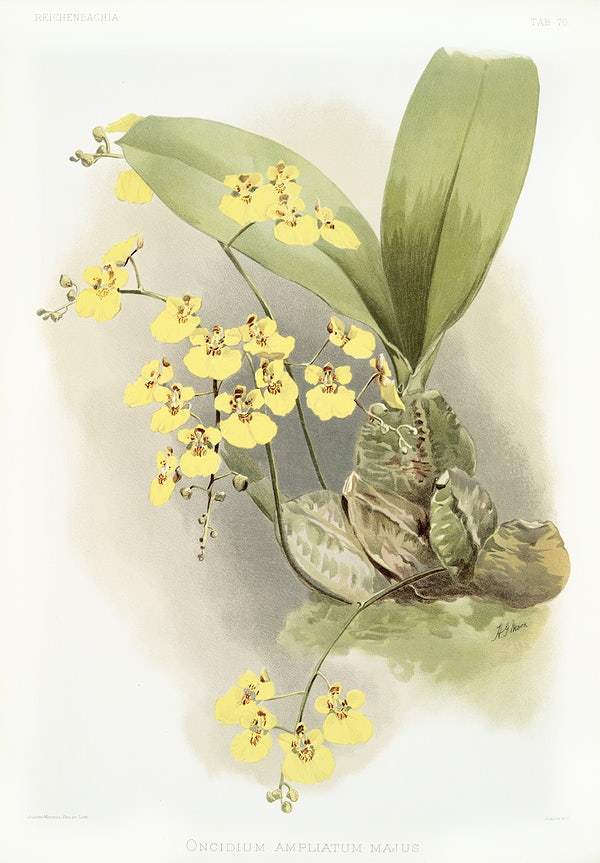 Oncidium ampliatum majus by Frederick Sander