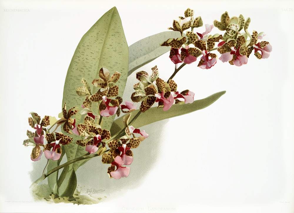 Oncidium lanceanum by Frederick Sander