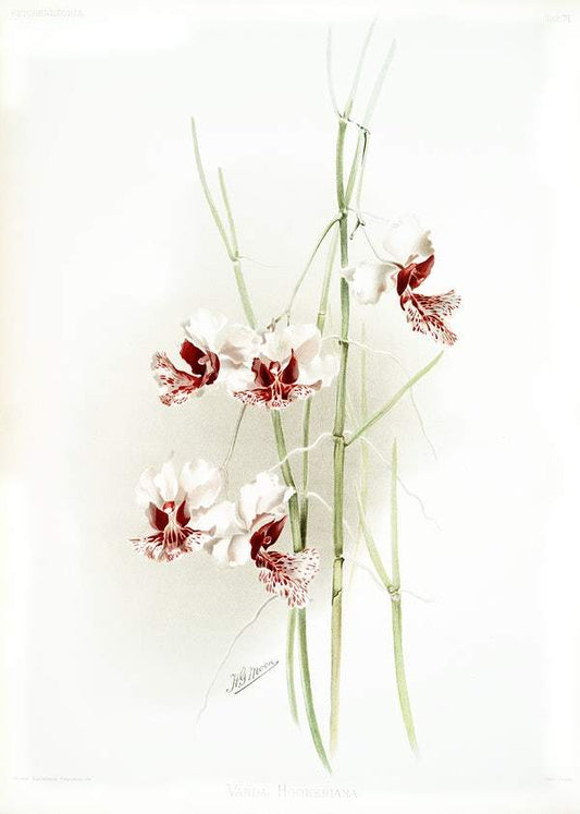 Vanda hookeriana by Frederick Sander