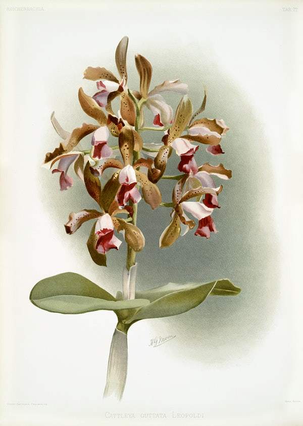 Cattleya guttata leopoldi by Frederick Sander