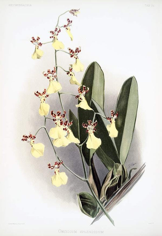 Oncidium splendidum by Frederick Sander