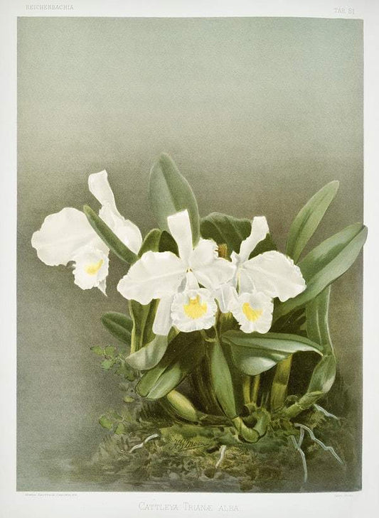 Cattleya trianæ alba by Frederick Sander