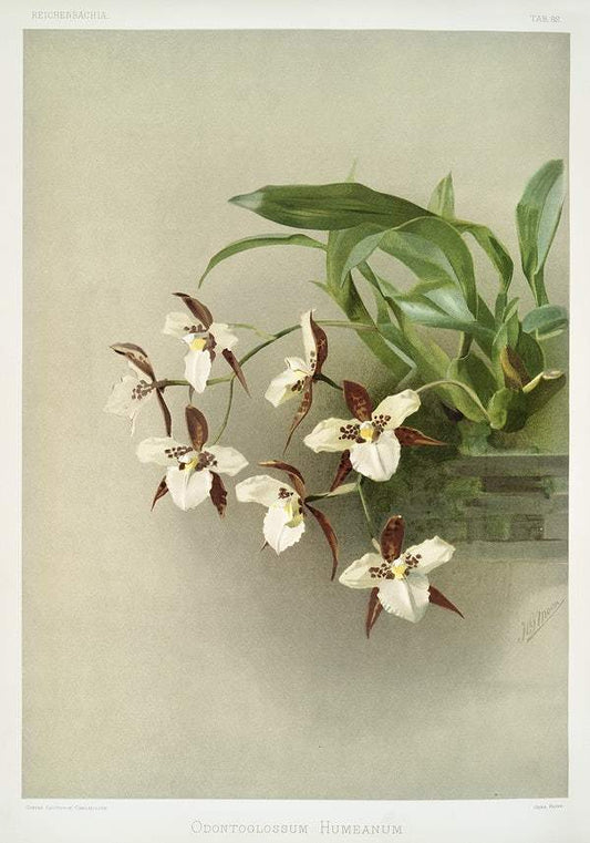 Odontoglossum humeanum by Frederick Sander