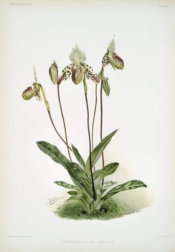 Cypripedium argus by Frederick Sander