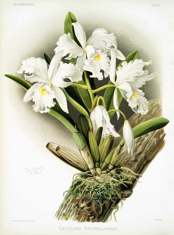 Cattleya rochellensis by Frederick Sander