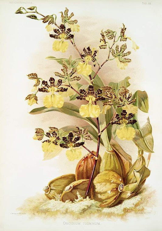 Oncidium tigrinum by Frederick Sander