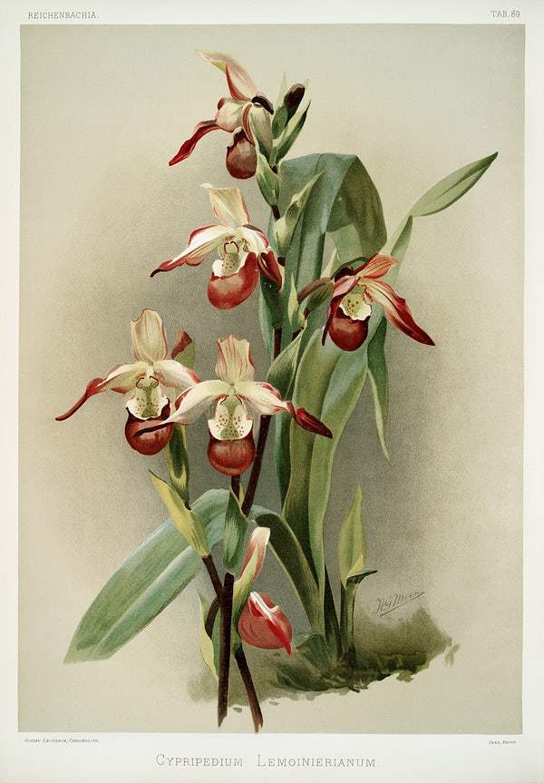 Cypripedium lemoinierianum by Frederick Sander