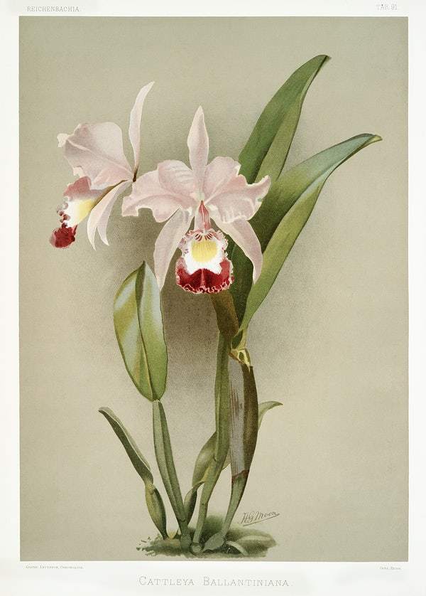 Cattleya ballantiniana by Frederick Sander