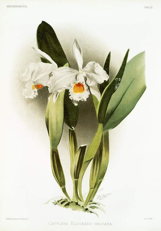 Cattleya eldorado crocata by Frederick Sander