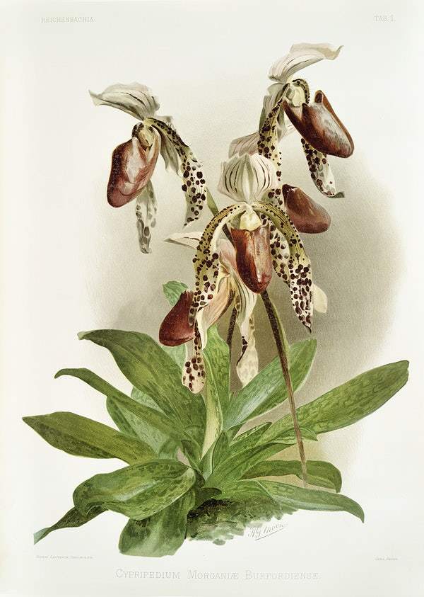 Cypripedium morganiæ burfordiense by Frederick Sander