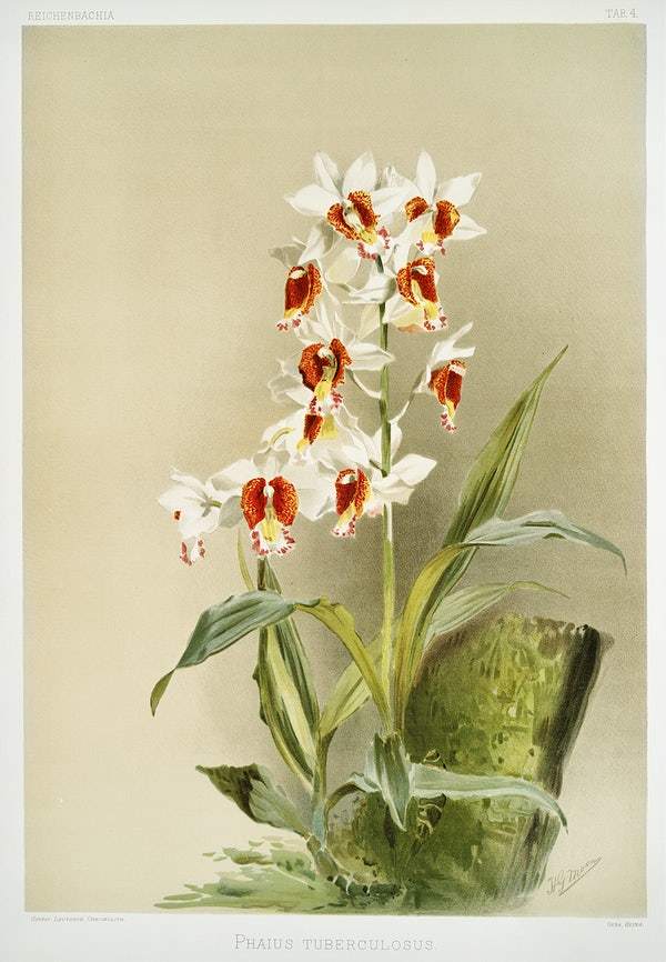 Phaius tuberculosus by Frederick Sander