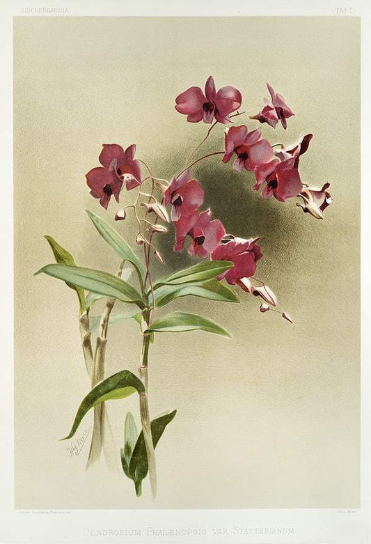 Dendrobium phalænopsis var statterianum by Frederick Sander