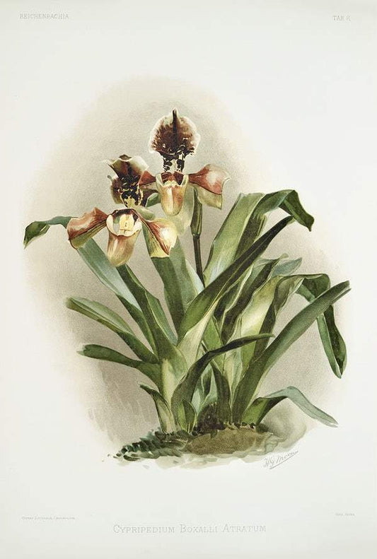 Cypripedium boxalli atratum by Frederick Sander