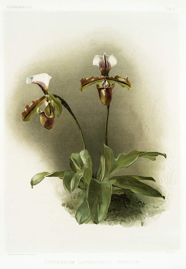 Cypripedium lathamianum inversum by Frederick Sander