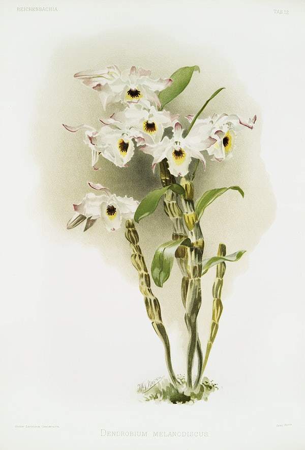 Dendrobium melanodiscus by Frederick Sander