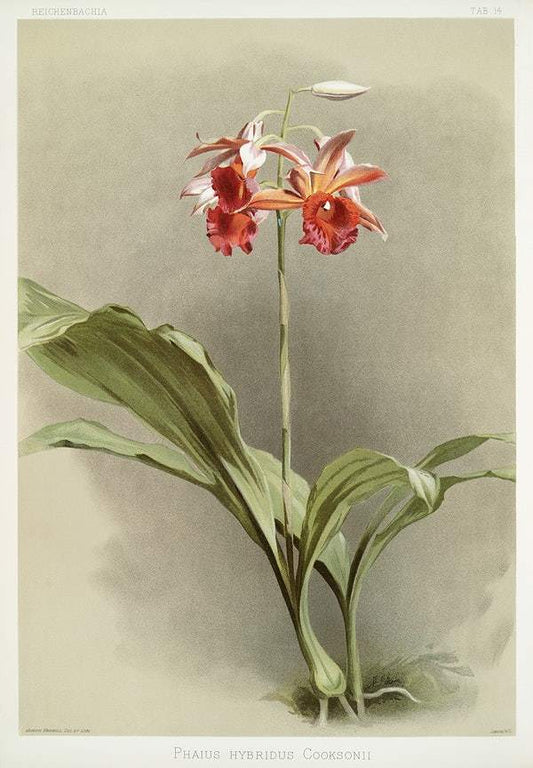 Phaius hybridus cooksonii by Frederick Sander