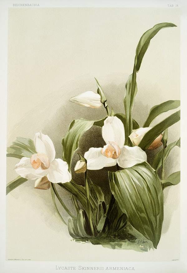 Lycaste skinnerii armeniaca by Frederick Sander