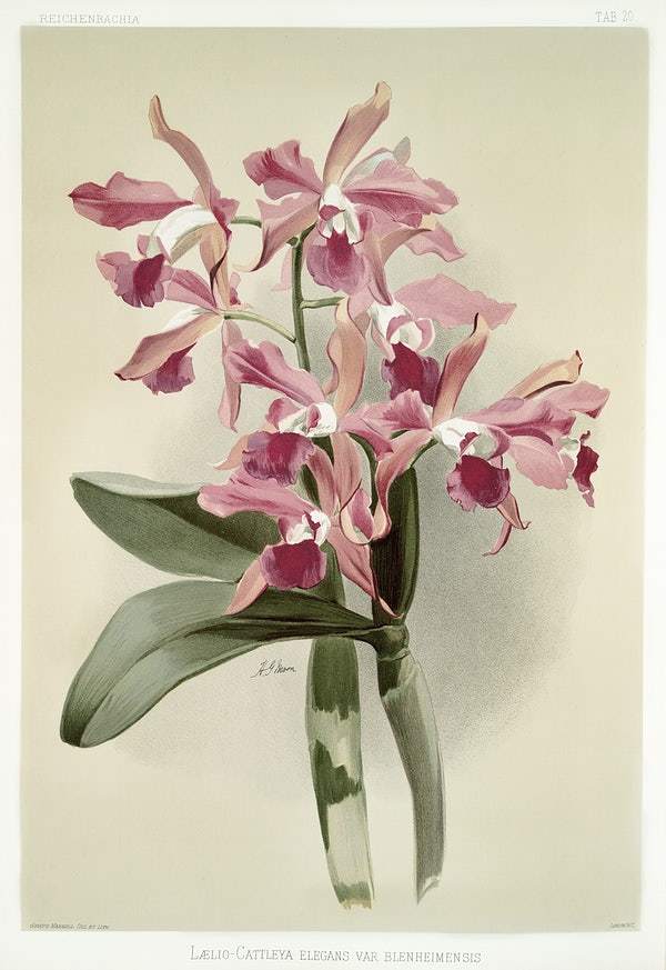 Lælio-cattleya elegans var blenheimensis by Frederick Sander