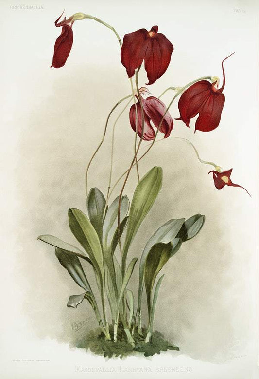 Masdevallia harryana splendens by Frederick Sander