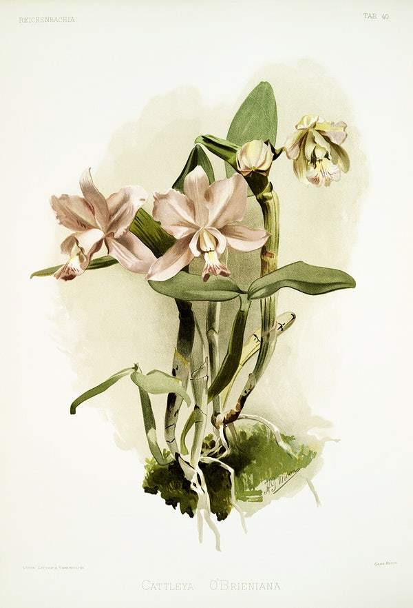 Cattleya o'brieniana by Frederick Sander