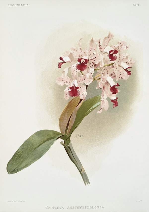 Cattleya amethystoglossa by Frederick Sander