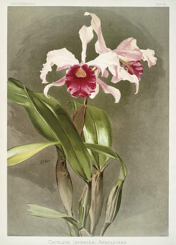 Cattleya (hybrida) arnoldiana by Frederick Sander