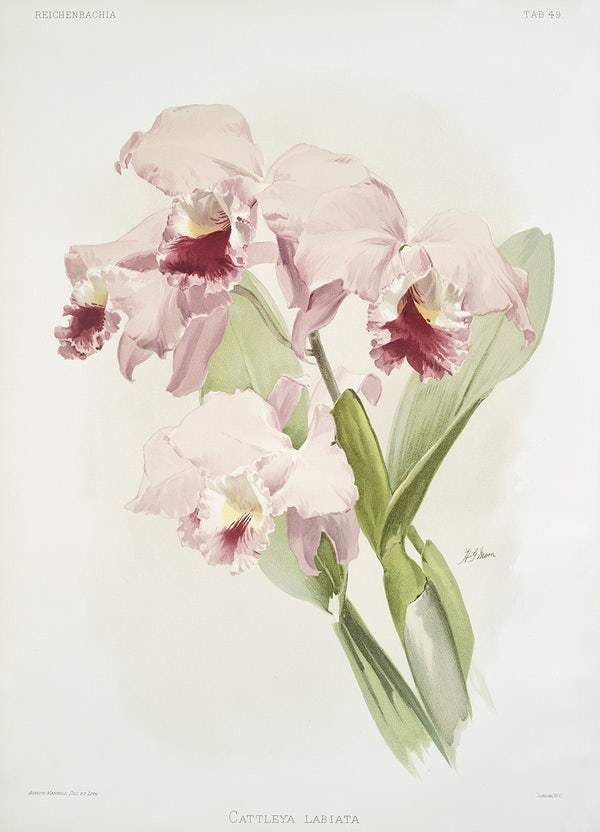 Cattleya labiata by Frederick Sander