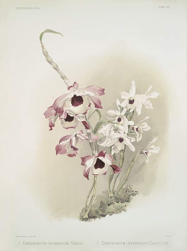 Dendrobium (hybridum) venus by Frederick Sander