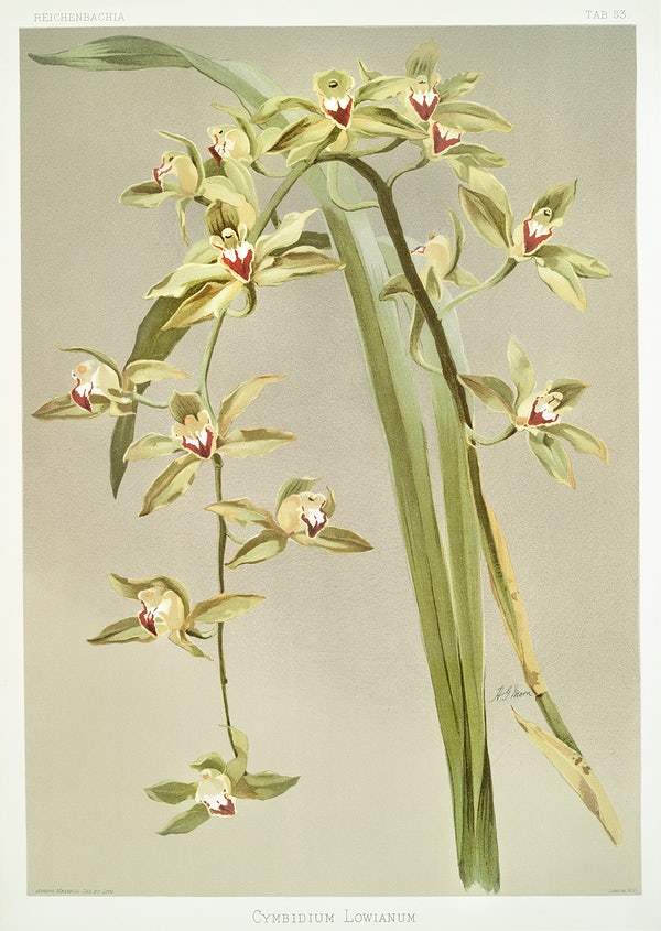 Cymbidium lowianum by Frederick Sander