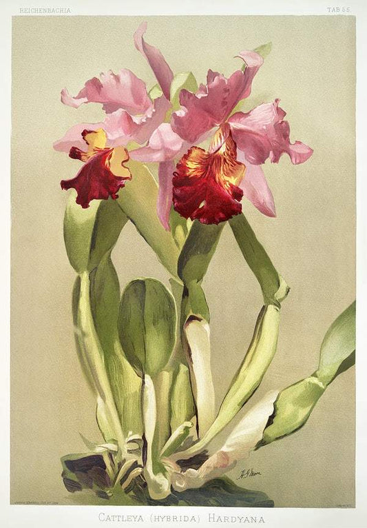 Cattleya (hybrida) hardyana by Frederick Sander