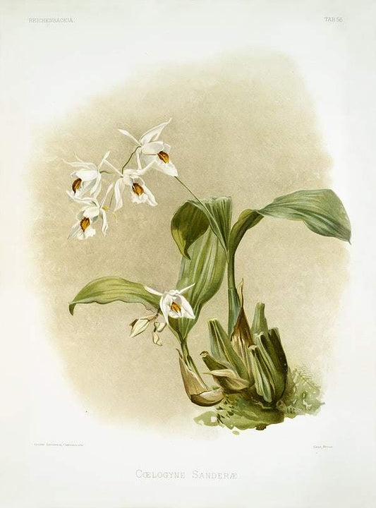 Coelogyne sanderæ by Frederick Sander