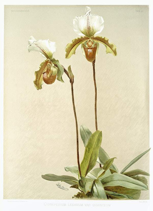 Cypripedium leeanum var giganteum by Frederick Sander