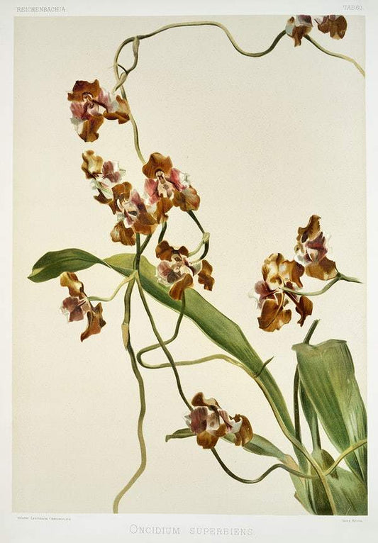 Oncidium superbiens by Frederick Sander