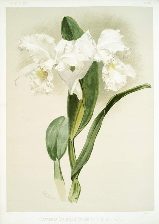 Cattleya mendelii quorndon house by Frederick Sander